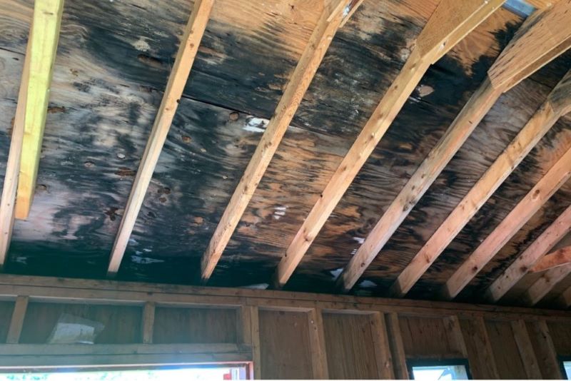 How to Kill Mold on Wood in 5 Easy Steps