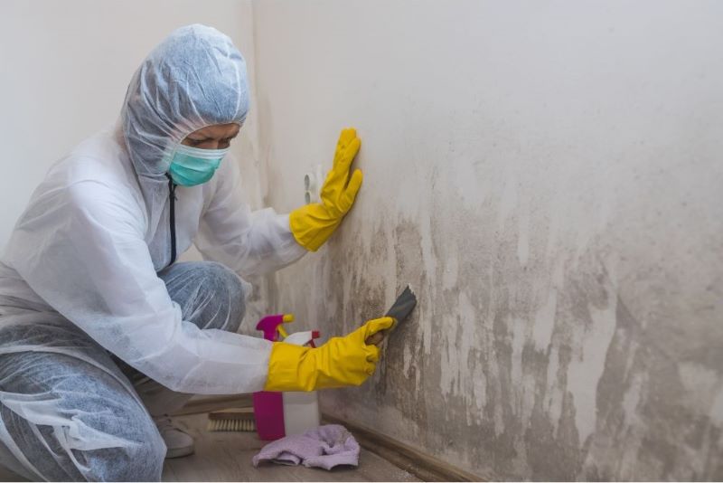 mold cleaning